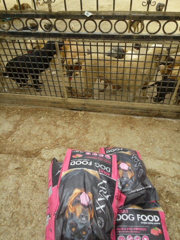 SOSYAL SORUMLULUK PROJESİ SOKAK HAYVANLARI İÇİN