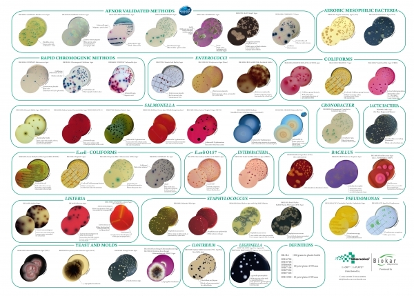 Agarlı Kültür Ortamı Posteri