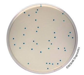 COMPASS Enterococcus Agar