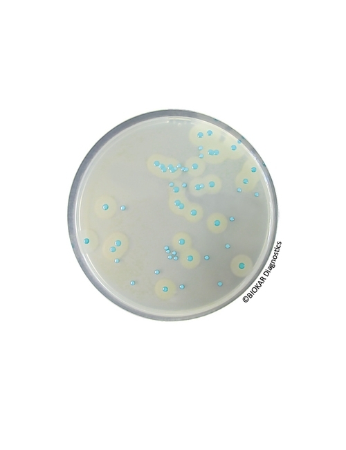 COMPASS Listeria agar