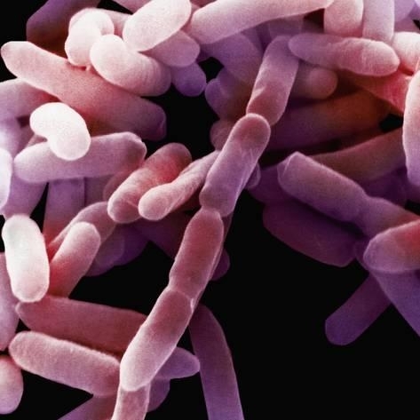 Enterobacteriaceae ailesi 