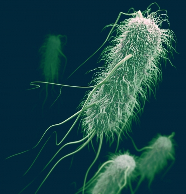 Escherichia coli (E.coli)