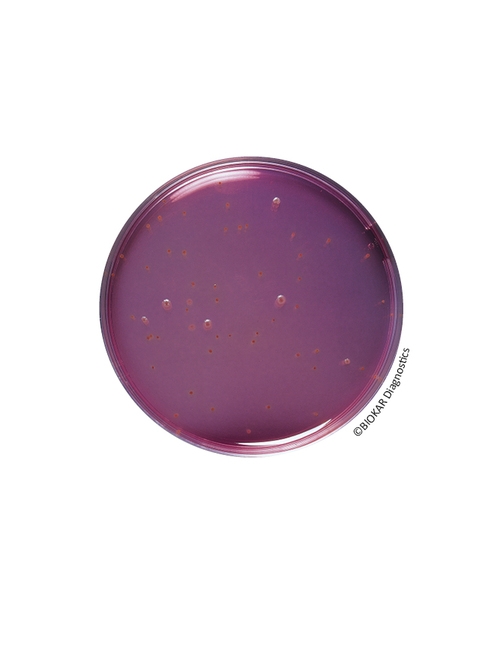 BCP Dextrose Tryptone Agar