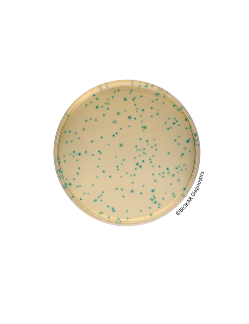 COMPASS® Bacillus Cereus Agar