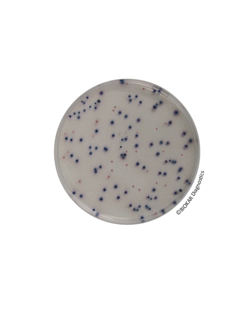 COMPASS® ECC Agar
