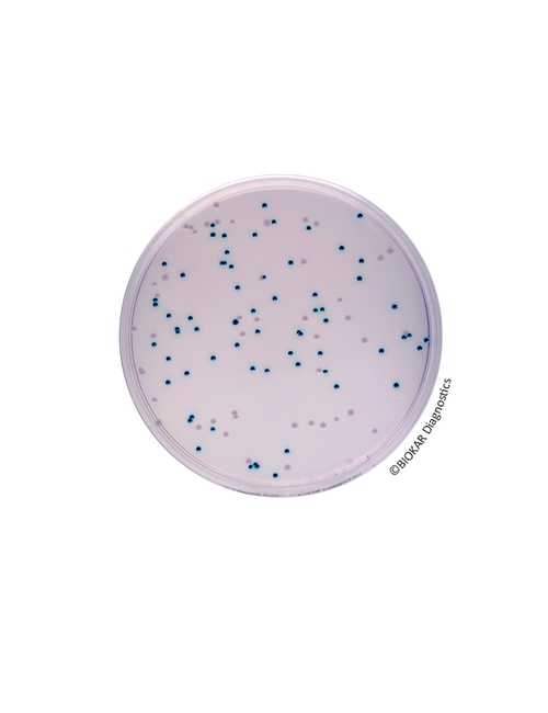 COMPASS® Enterobacter SakazakIi Agar