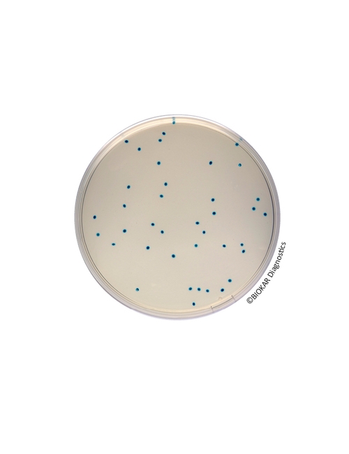 COMPASS® Enterococcus Agar