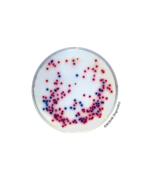 COMPASS® Salmonella Agar