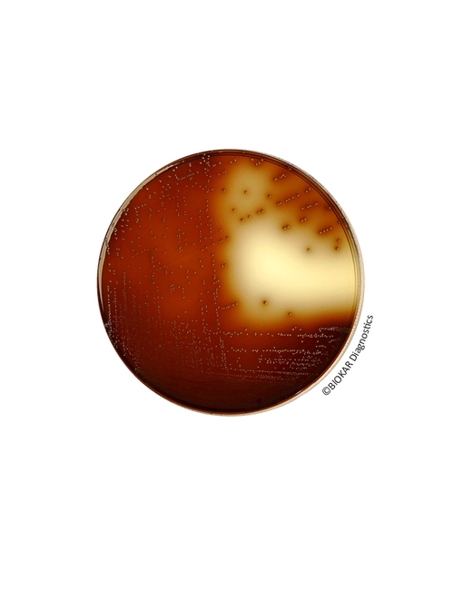 KF Streptococcus Agar (BASE)