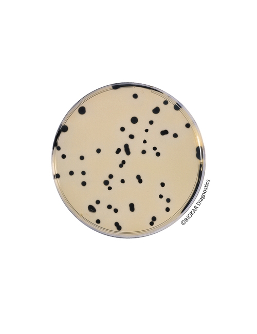 TSC (TRYPTONE-SULFITE-CYCLOSERINE) Agar