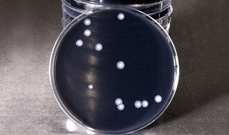 GVPC Agar for Legionella