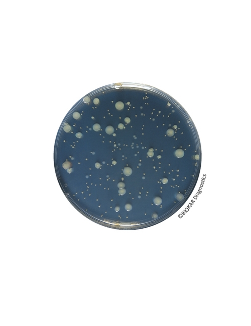 Yeast Extract Agar