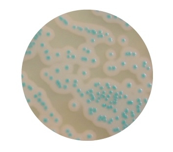 COMPASS® Bacillus Cereus Plus