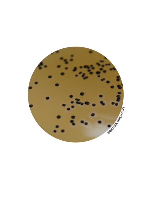 CONTACT BAIRD-PARKER EGG YOLK TELLURITE + NEUTRALIZERS