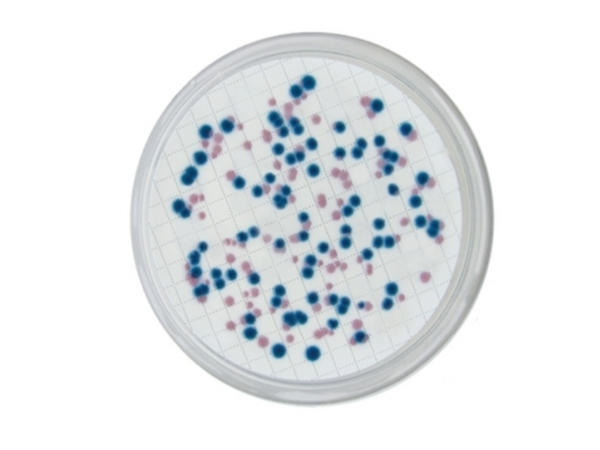 Kültür Ortamı Ham Maddeler 